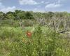 Betty Steflick Memorial Preserve