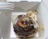Cinnabon