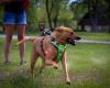 Como Lake Bark Park