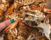 Cowboy Crabs and Seafood