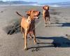 Doggie Adventures - Off Leash Beach Hikes & Boarding