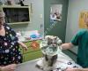 Feline Medical Clinic