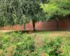 Forbes Field Outfield Wall