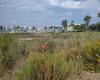 Marina del Rey Wetland Park