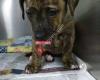 Northeast Ohio SPCA Shelter and Clinic