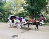 Official Central Park Horse & Carriage Rides