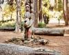 Papua New Guinea Sculpture Garden at Stanford