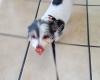 Peek-A-Dog Pet Grooming Adoptions