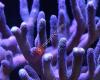 Perfect Corals