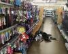 Pet Supplies Plus