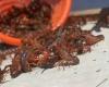 Red Mountain Crawfish