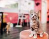 Tally Cat Cafe
