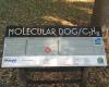The Molecular Dog