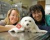 University of Illinois Veterinary Teaching Hospital