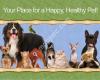 Village Gate Animal Hospital & Pet Resort