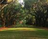 Yoga Under The Oaks