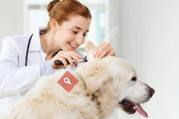 All Pet Hospital Inc