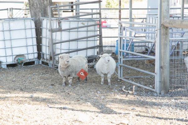 American Made Miniatures Farm Sanctuary