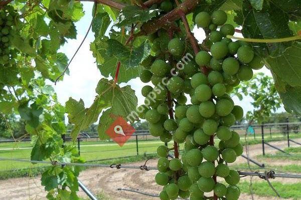 Angelita Vineyard & Winery