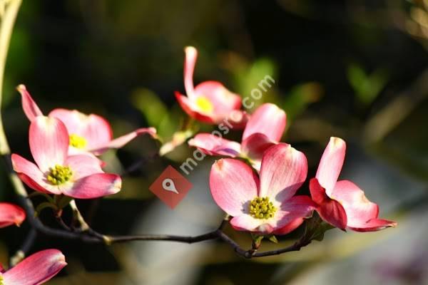 Apple Annie's Garden Gate Floral & Gifts