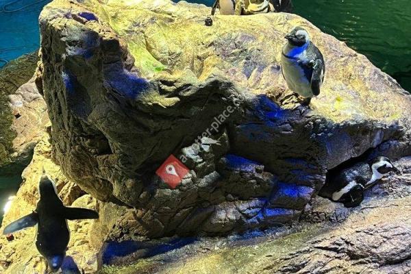 Aquarium New England