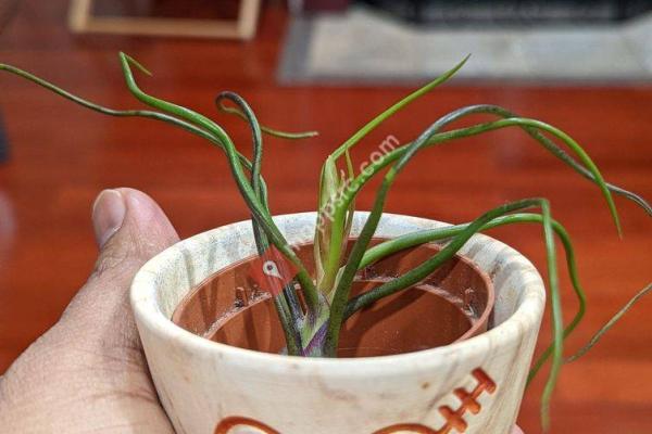 Aquascape Studio And Supply