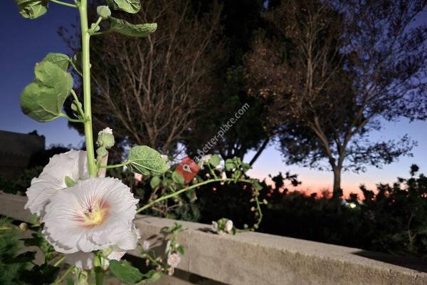 Barnsdall Art Park