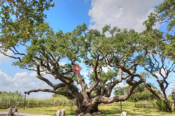 Big Tree