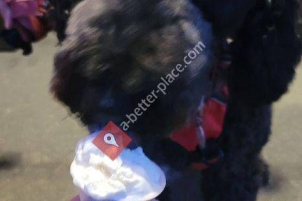 Biltmore Village Coffee & Creamery