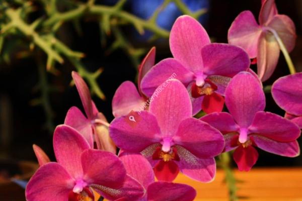 Boston Flower & Garden Show