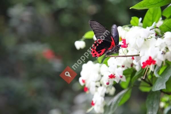 Butterfly House & Aquarium