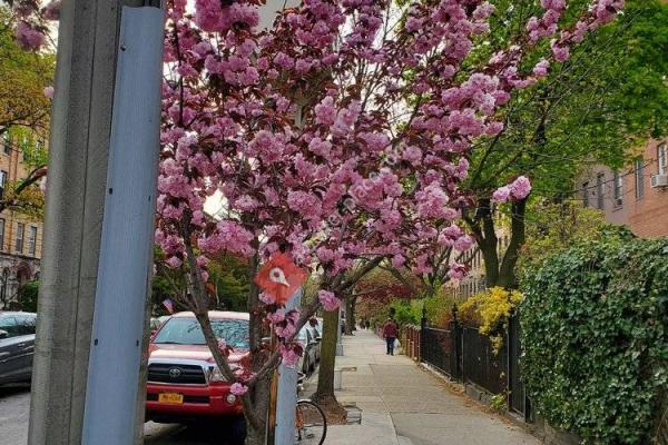 Carroll Gardens