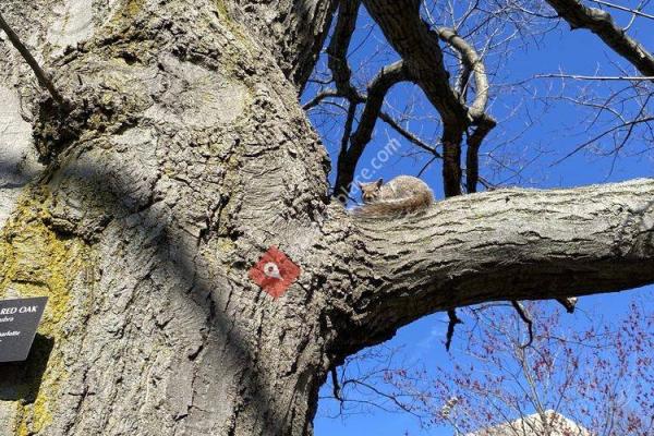 Charles River Bike Paths