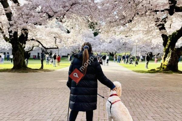 Cherry Blossoms @ University of Washington