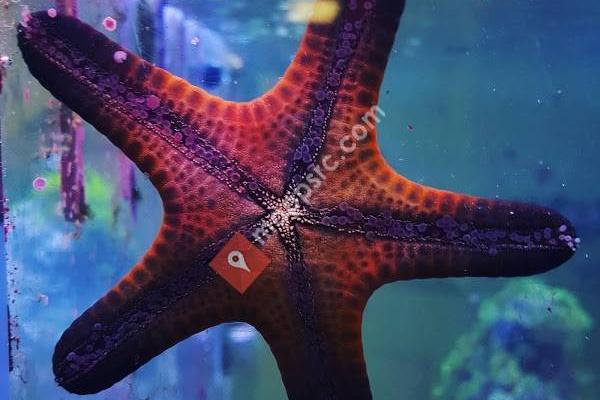 Clear Waters Aquarium Maintenance & Design; Inc.