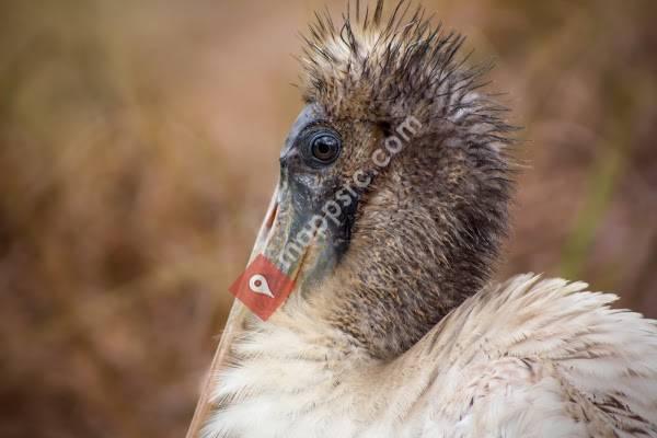 Conservancy of Southwest Florida