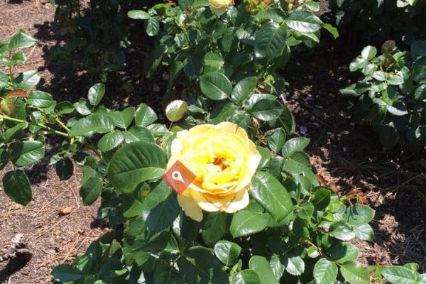 Cook Memorial Park and Rose Garden