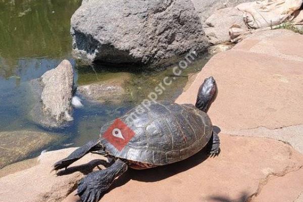 CSUN Pond