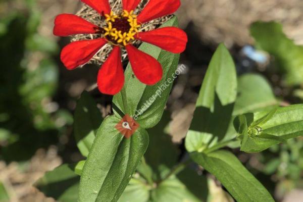 Delray Beach Children's Garden