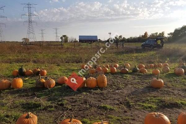 Denny's U-Pick Pumpkins