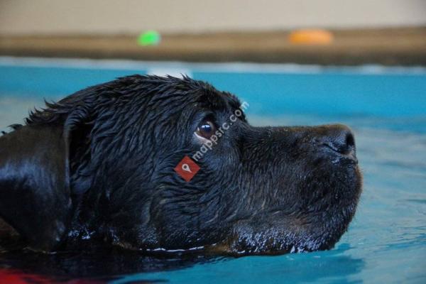 Doggy Paddle Aquatic Center For Dogs