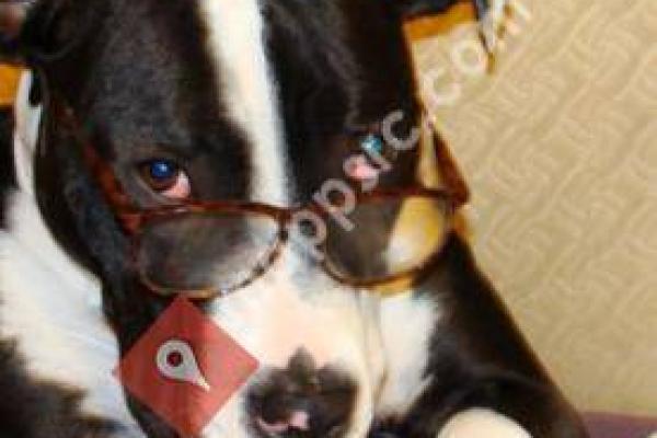 DOGS (Dog Owners General Store)