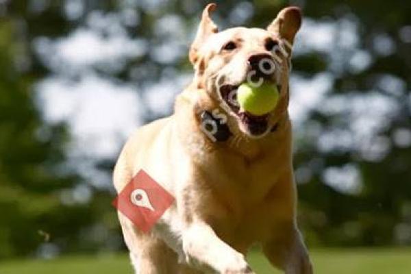 DogWatch Hidden Fences of Greater Cincinnati