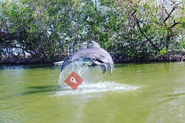 Dolphins Plus Bayside