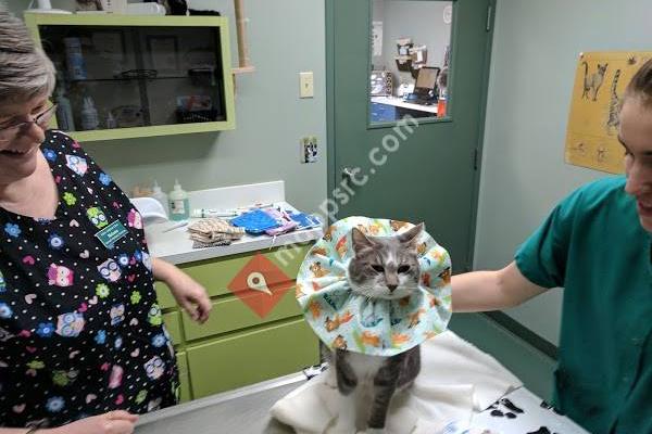 Feline Medical Clinic