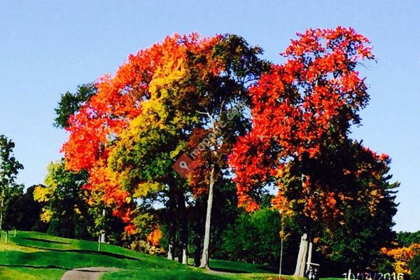 Franconia Golf Course