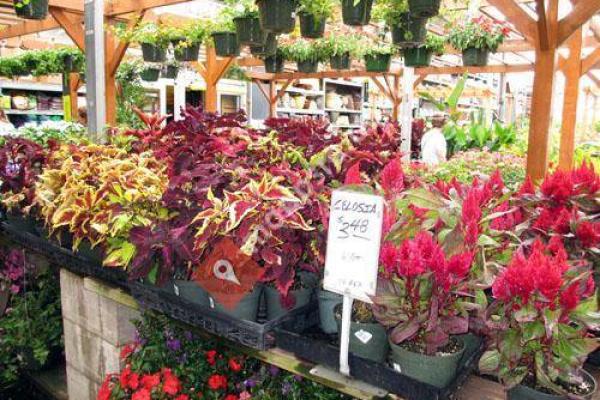 Garden Center at The Home Depot