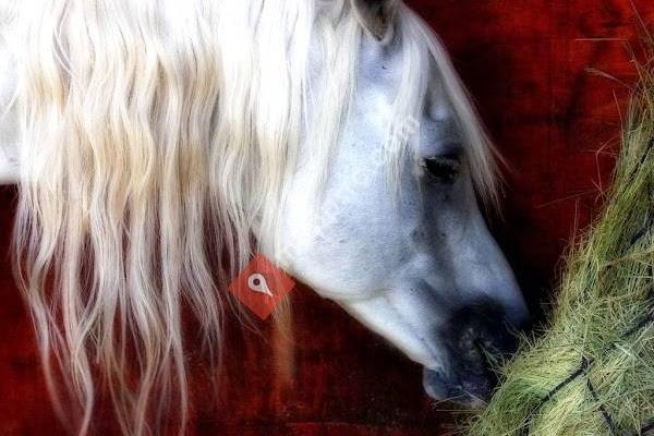 Genuine Blend Equestrian, LLC