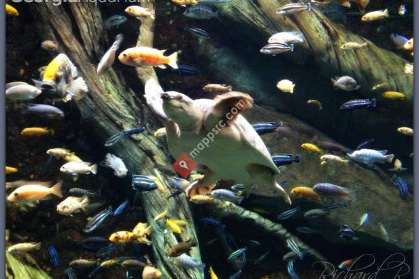 Georgia Aquarium