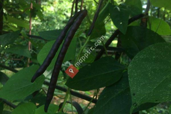 Gilliam Park & Urban Gardens